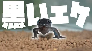 レプフィ2026夏行ってきた