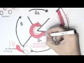 Cell Cycle Overview Interphase