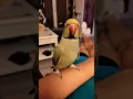 Lagu parrot Riko