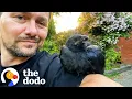 Download Lagu Wild Crow Never Misses A Coffee Date With His Rescuer | The Dodo