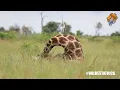 How Does a Giraffe Sleep