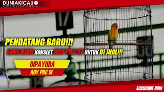 Download BGZ JAYA CUP I : PENDATANG BARU Love Bird KONSLET ADY PRC SF Untuk Di JUAL!!! MP3