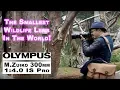 The SMALLEST Pro lens for Wildlife - RED35 Review Olympus M Zuiko 300mm f4 IS Pro