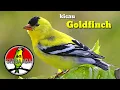Download Lagu Suara burung GOLDFINCH masteran paling dicari para KICAU MANIA durasi panjang tanpa jeda #goldfinch
