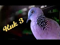 Download Lagu Suara Tekukur Kuk 3 Alam Spesial Pancingan Dan Masteran Paling Istimewa