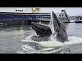 Giant Humpback Whale Emerges Just 2m From Pier in Jaw-Dropping Moment