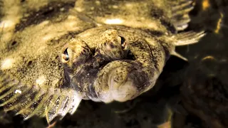 The Ancient Sea Monster Navigating Our World