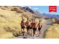 Workout Wednesday American Fork Grinder Mountain Run