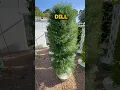 Download Lagu Het maximaliseren van de dilleteelt door jaarlijks tot 450 bosjes dille per toren te telen. #dille #landbouw