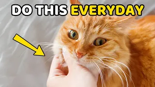 8 golden tips to win your cat s love forever