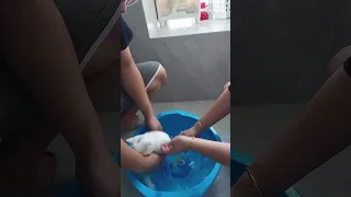 #cutecat
