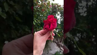 سلملي عليه فيروز 