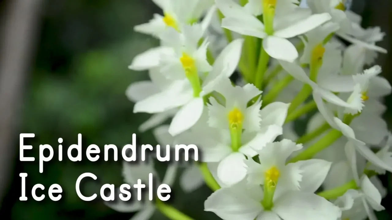 ORQUÍDEA EPIDENDRUM ICE CASTLE