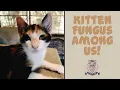 Kitten Ringworm Emergency Fast Safe Home Treatment