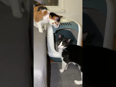 poklon za kiru i lakija 🐈