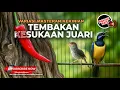 Lagu 🔴 Live Masteran Prenjak Betina Tir Panjang vs Cucak Cungkok Super Gacor Kunti Jenggot Grejaan