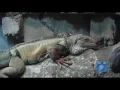 Ashley s Adventures Cape Fear Serpentarium