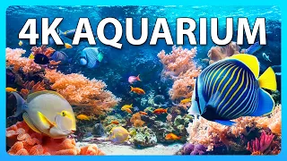 The Ultimate 4K HDR Relaxing Aquarium for Living Room TV Screensaver 🐠 (No Music) - 1 Hour