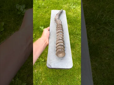 A HUGE shale landslide had uncovered a treasure trove of Jurassic fossils! 😱🏝️