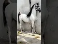 Download Lagu ARABIAN HORSE 🐎 ARABIAN HORSE RACING | ARABIAN HORSE RIDING | Mr CARSHO #short