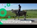 Lagu Lieke rijdt niet op een pony, maar op een koe