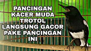 Download PANCINGAN KACER MUDA TROTOL LANGSUNG GACOR PAKE PANCINGAN INI MP3