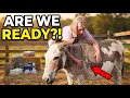 Everything You NEED Before Your Donkey Gives Birth