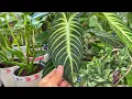 Lowe s Summer Clearance Plant Haul Best Budget Plant Finds Plant Chores