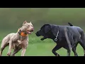 Pitbull vs Labrador Which is best for you