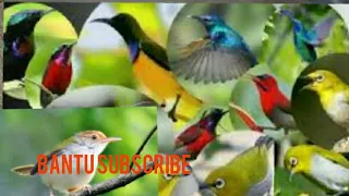 Download MP3 suara burung kemlade dan sogon ribut.anti zonk MP3