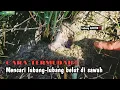 Download Lagu JANGAN DI TIRU‼️ NANTI DAPAT BANYAK TERUS MANCING BELUTNYA