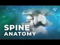 Spine Anatomy Know Your Spine