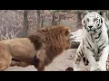 Download Lagu JANGAN DI TONTON !! Pertarungan Sampai Mati Singa VS Harimau Putih