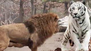 do not watch lion vs white tiger fight to the death