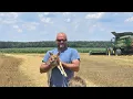Download Lagu Wheat harvest continues
