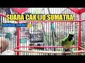 Download Lagu Suara cucak ijo Sumatra gacor suara jernih