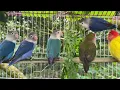 Download Lagu Suara Kicau Lovebird