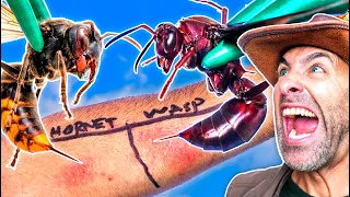STUNG by a Wasp & Hornet (Do Not Attempt)!