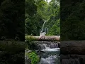 Download Lagu Air terjun Tiu Kelep, Senaru, Lombok Indonesia