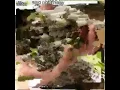 Weed GIF