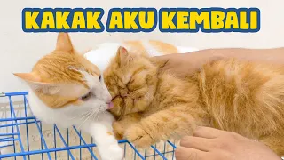 Download 3 BULAN BERPISAH , KUCING INI KEMBALI LAGI KE KAKAKNYA MP3