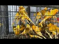 Download Lagu Update Stok Burung kenari terbaru Mulai Seri Loper - AF - AFS sampai F1 beserta harganya