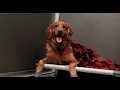 Misiu s Day of Play and Overnight Stay at Dogtopia