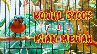 Download KOLIBRI WULUNG GACOR FULL ISIAN MEWAH MP3