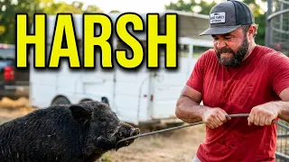 The Harsh Reality of Trapping Wild Hogs