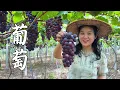 Download Lagu Bunches of grapes are so tempting,make a bowl of dessert,this is how you should eat in summer
