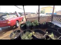 SCV Gets FREE 55 gal Barrels w Horizontal cut Over 100 Drip Irrigation Pots from Craigslist