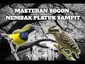 Download Lagu MASTERAN SOGON NEMBAK PLATUK SAMPIT 