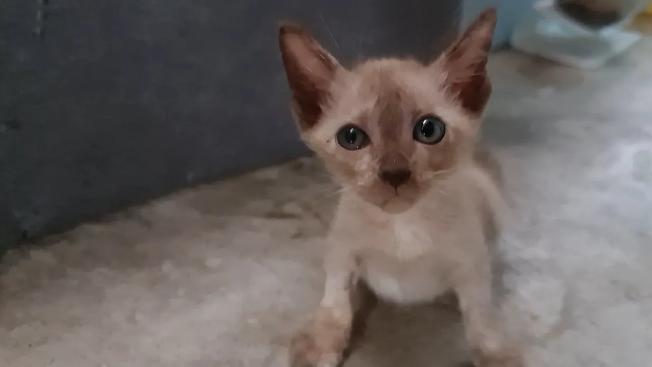 หนูเปลี่ยนชื่อว่าน้องขัวญข้าวค่ะ❤💖🥰🌹🌺