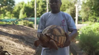 A 40-year commitment to protect the world’s most threatened tortoise
